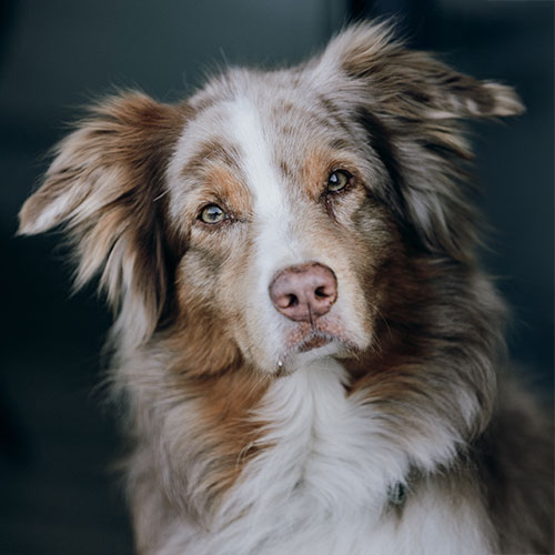 Ein Hund mit braunem Fell, neugieriger Ausdruck, weiße Nase und spitzen Ohren.
