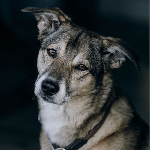 Ein brauner Hund mit treuem Blick, leicht geneigtem Kopf und dunklem Hintergrund.